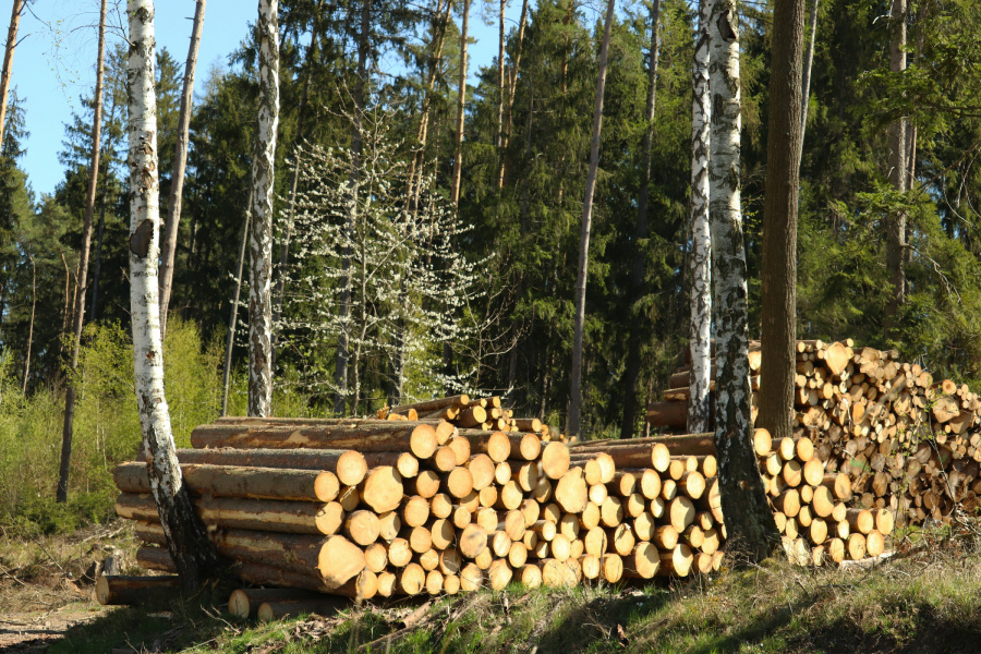 Obchod s dřevní hmotou